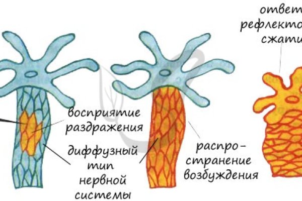 Kraken 12